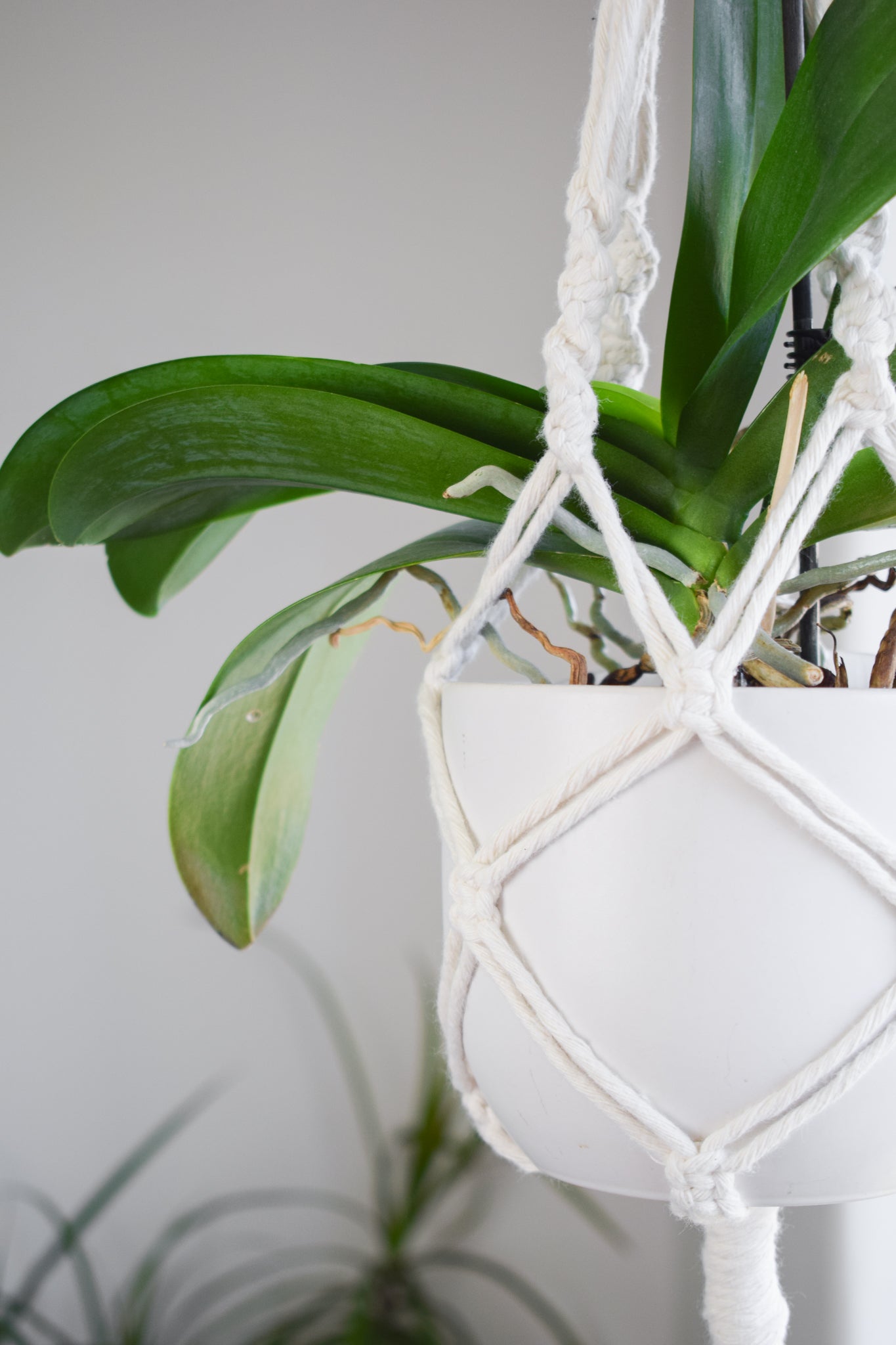 Macrame Plant Hanger White